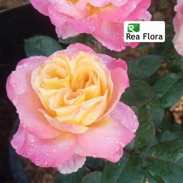 Tanaman Hias Bunga Mawar Summer of Love - Mawar/Rose import - Bunga Mawar Hidup