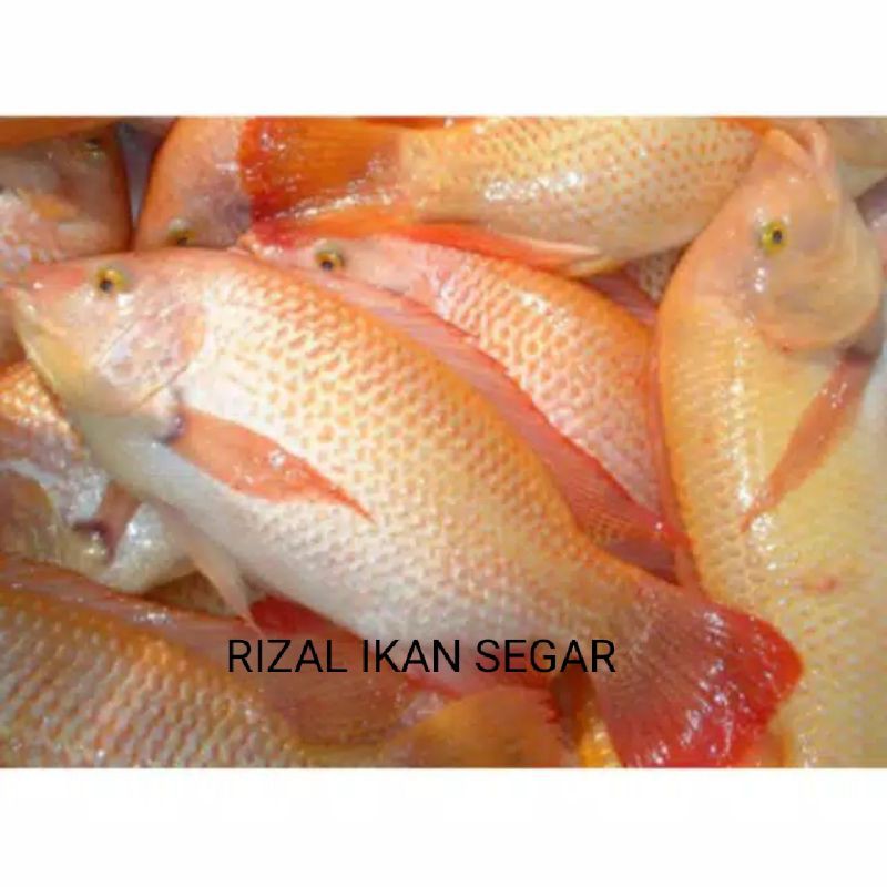 

IKAN NELA HIDUP SEGAR ukura 1kg isi 3