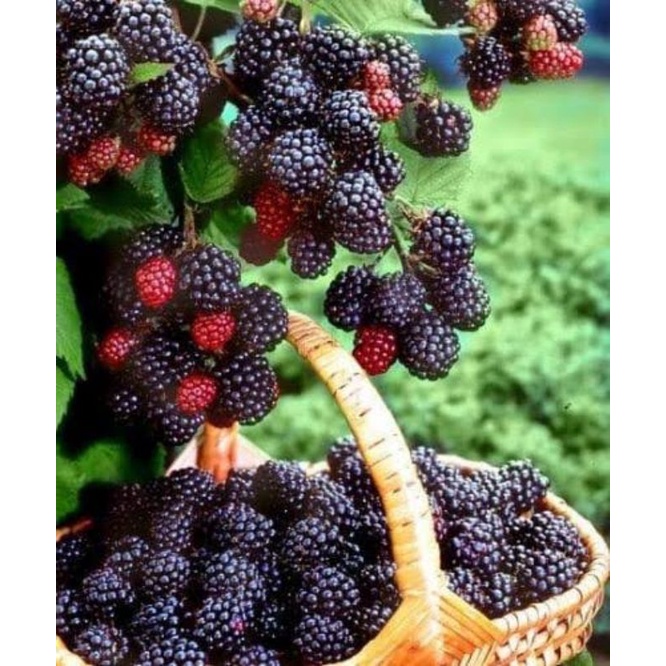 4Biji - Benih Bibit Buah Blackberry