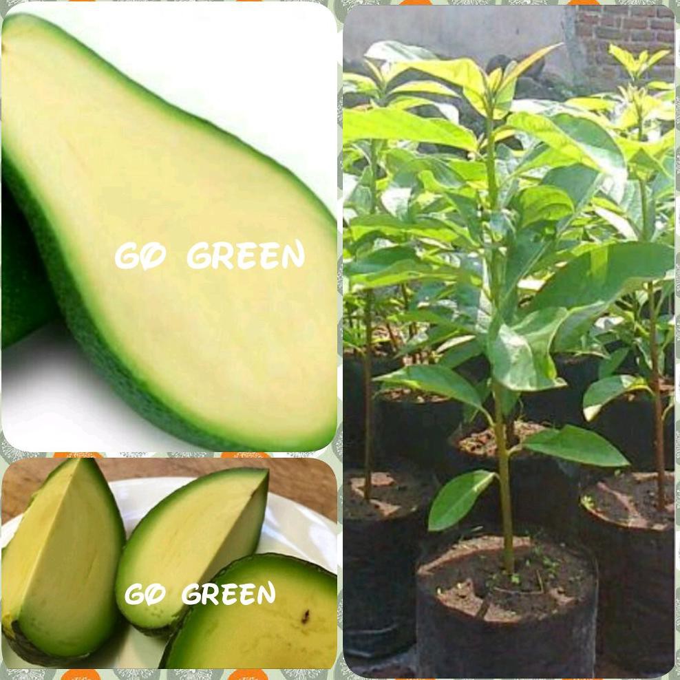 Unggulan Bibit Tanaman Buah Alpukat Tanpa Biji *_@