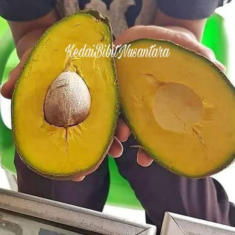 Bibit Buah Alpukat Yamagata