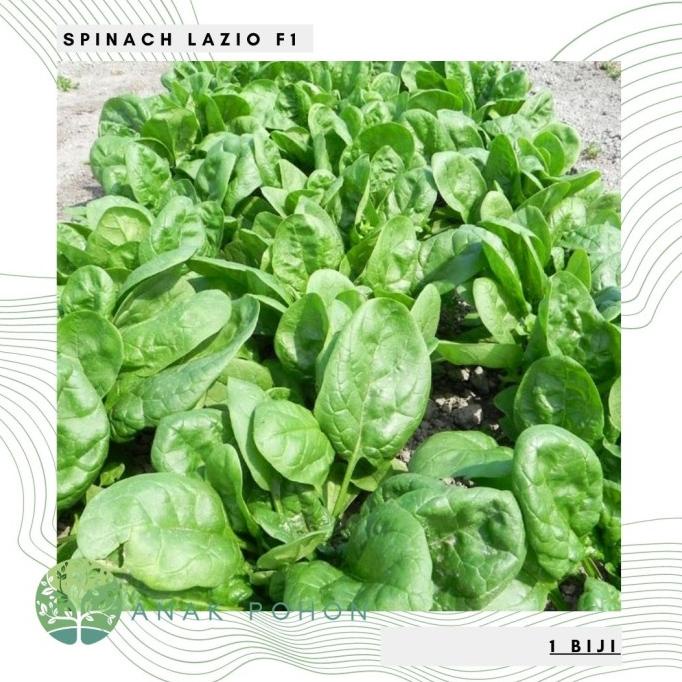 Benih Bibit Biji - Spinach Lazio F1 Seeds - IMPORT (5 biji) ANPN62 Ayo Beli
