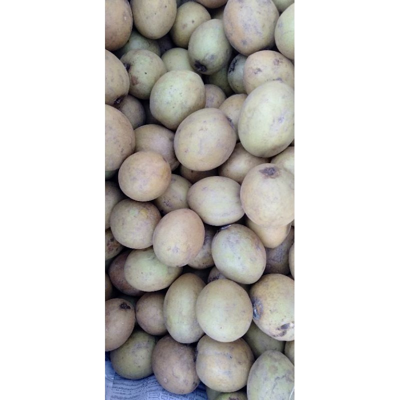 

Sawo manis 1 kg