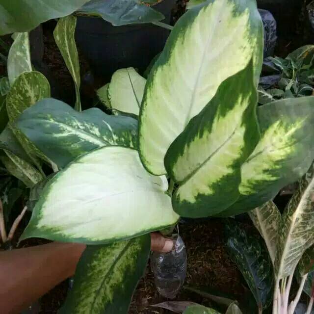 Tanaman hias aglonema blanceng susu - aglaonema blanceng putih