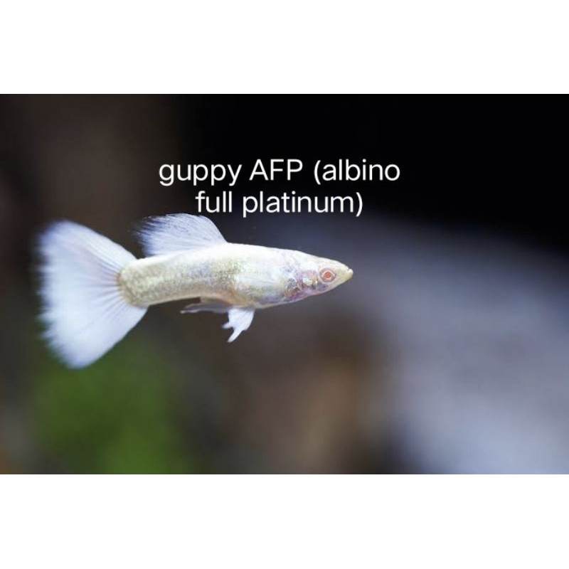 ikan hias Guppy AFP full platinum / gold INSTANT ONLY