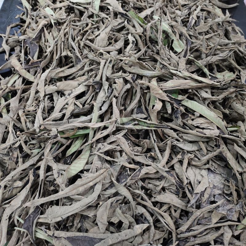 

Daun Sungkai herbal covid-19