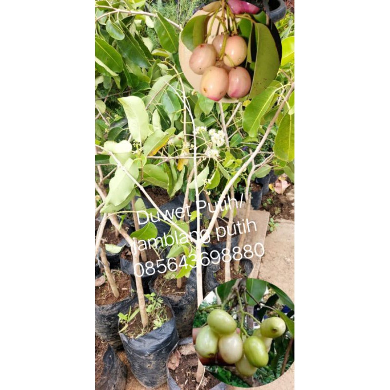 DuwetPutih/bibitmurah