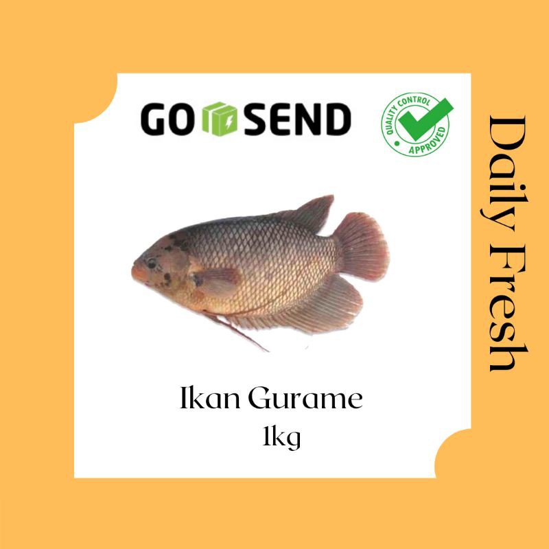 ikan Gurame Segar - Ikan Gurame Fresh