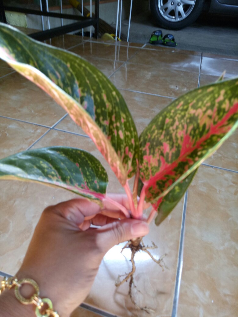 Aglonema Hot Lady