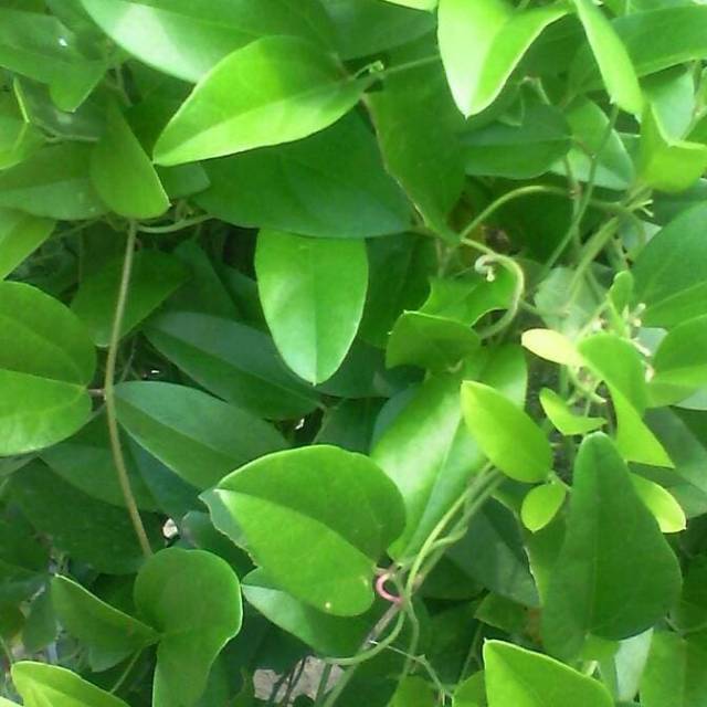 

daun cincau segar 1 kg organik