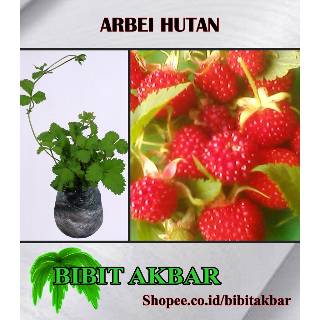Tanaman Arbei Hutan