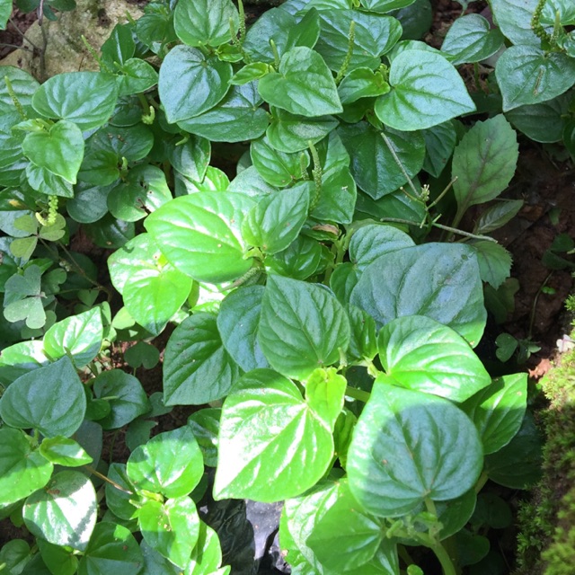 

Paket hebat daun suruhan 100gr