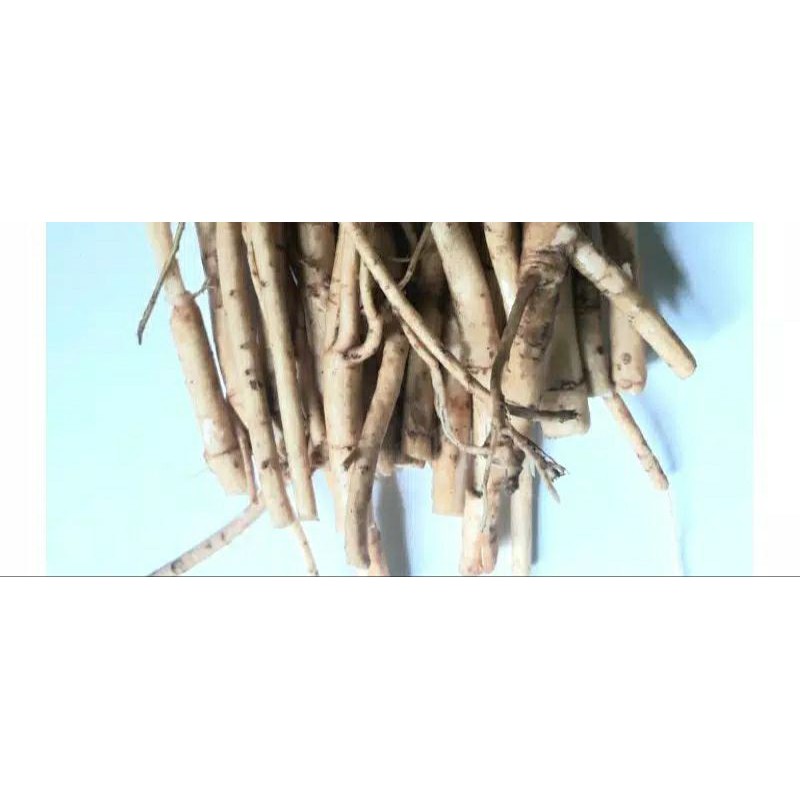 

AKAR SANGITAN SEGAR 250 GR/HERBAL/PESAN MASUK LANGSUNG DI AMBIL