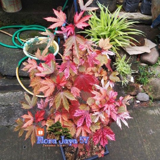 RED MAPLE LOKAL / RED PANAMA (PAKET 3  POHON)