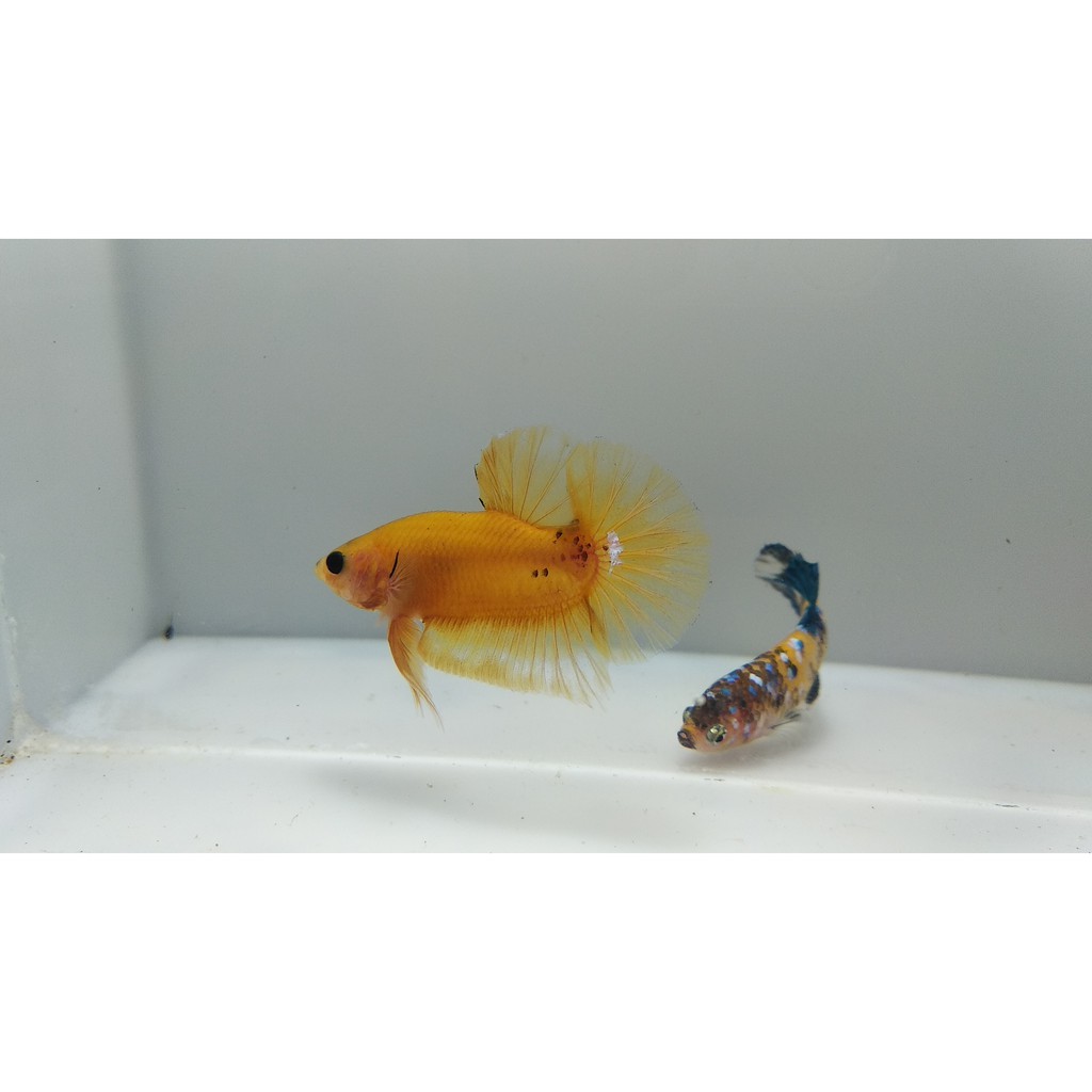 

Ikan Cupang Yellow Fancy