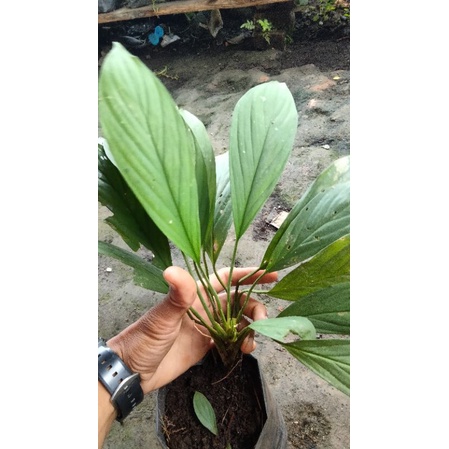 Homalomena silver