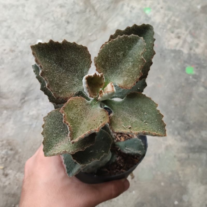 Kalanchoe behariensis 'Rose Leaf'/Kalanchoe