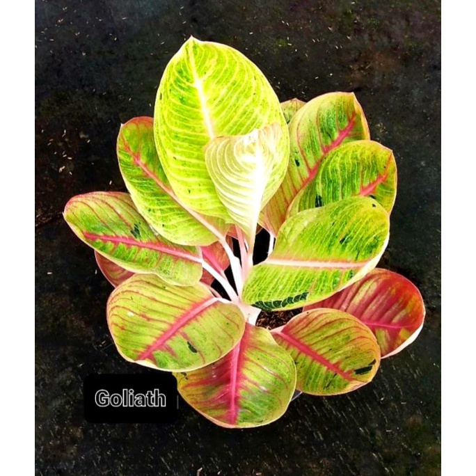 Aglonema Goliath | Tanaman Hias Aglonema Goliath