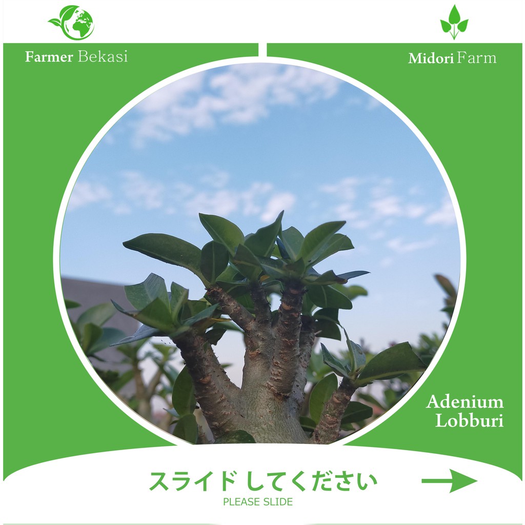 Adenium Arabicum Lobburi Size A (Bonggol Besar)