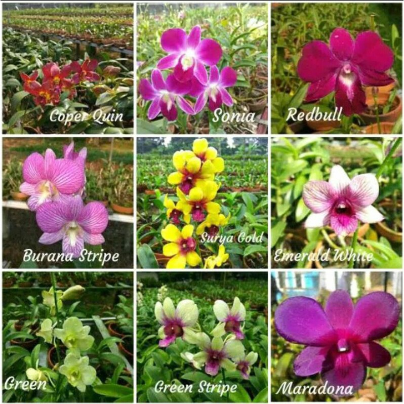 9 Paket Anggrek dendrobium / paket anggrek murah bagus / seedling anggrek hybrid