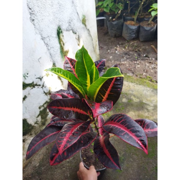 tanaman hias bunga puring koleksi langka berkualitas bunga puring Arimbi merah