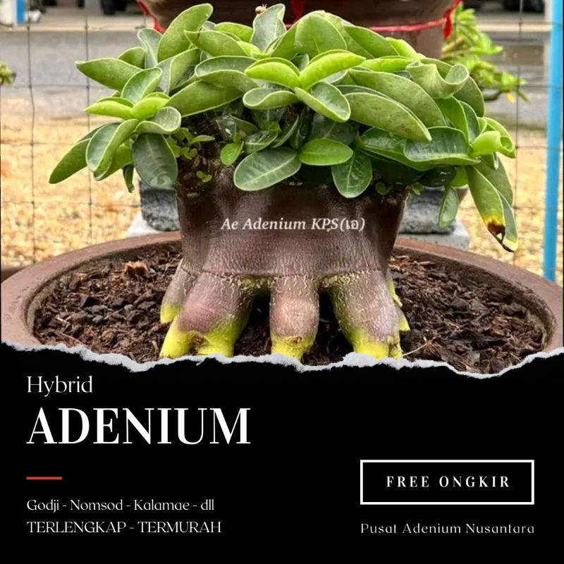 ADENIUM HYBRID | GODJI NOMSOD KALAMAE | TERMURAH TERLENGKAP