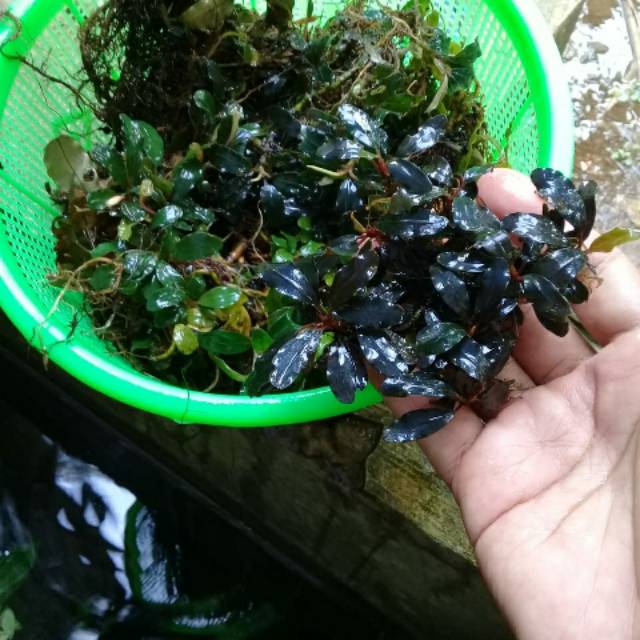Tanaman aquascape Buce mini hijau & merah