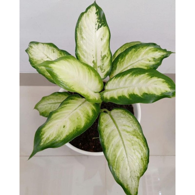 Diven tisu - Aglonema Diven Tisu