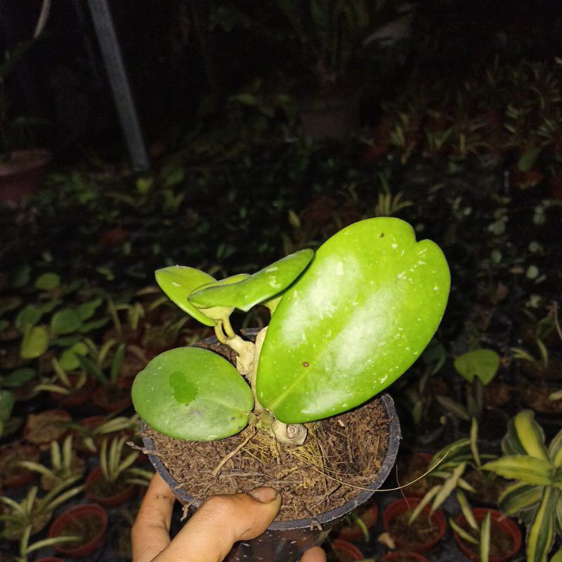 hoya diversifolia