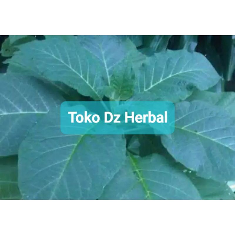 

Daun kecubung segar 300 gram fresh-az