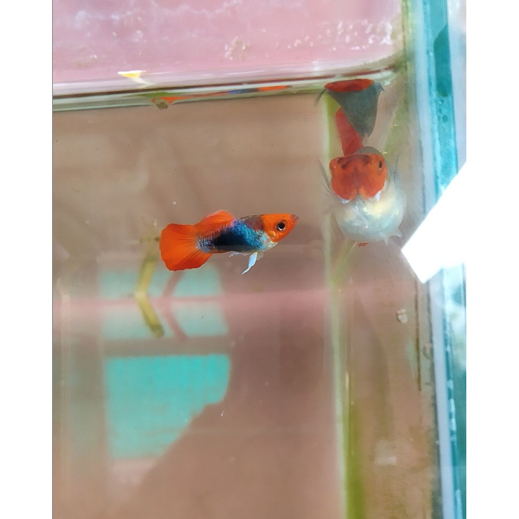Guppy Tuxedo Koi 1 Pasang