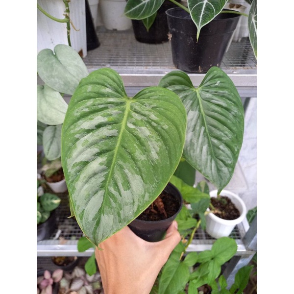 PHILODENDRON SODIROI