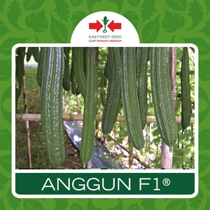 Biji Benih OYONG ANGGUN Gambas F1