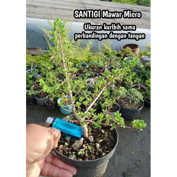 Bibit Bonsai Santigi Mawar Micro