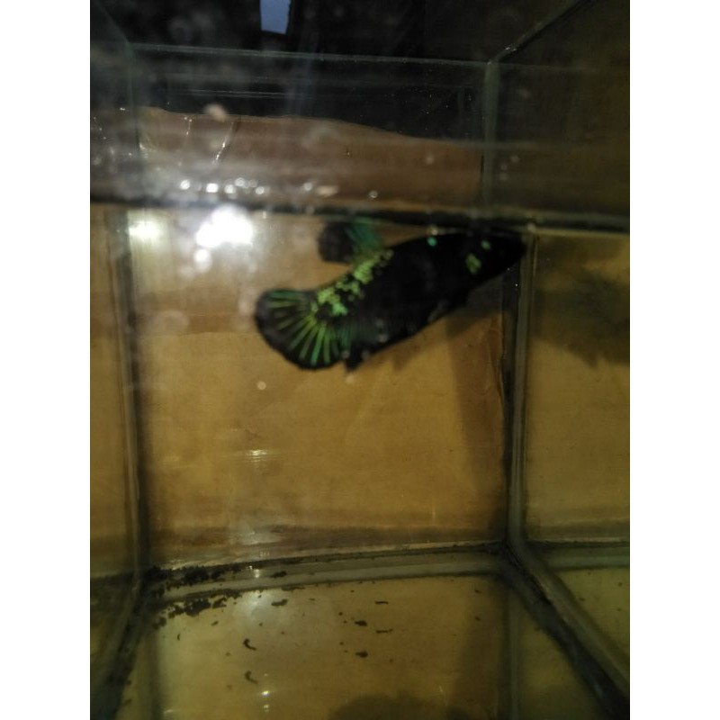 cupang bahanan avatar female