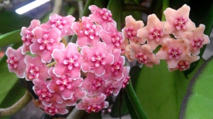 Tanaman hias Hoya diversifolia