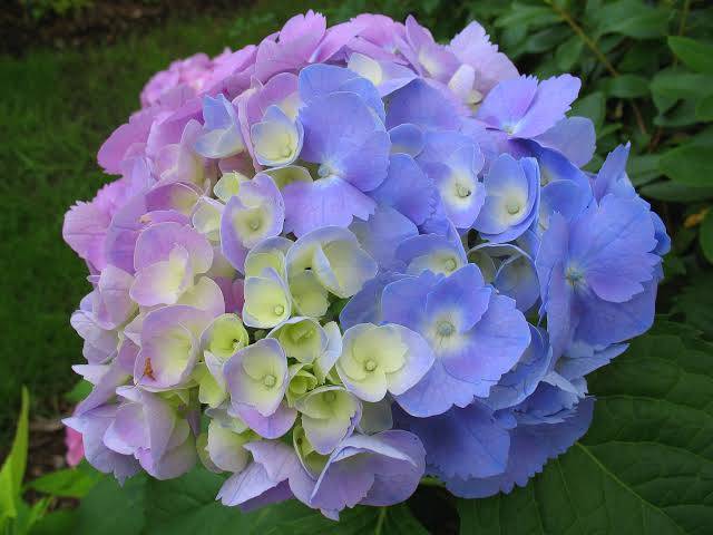 Tanaman pancawarna atau hortensia kuncup dan SUDAH BERBUNGA (BERVARIASI) - BAKUL KEMBANG