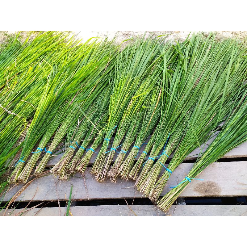 Daun Ilalang Untuk Atap Kering/Basah