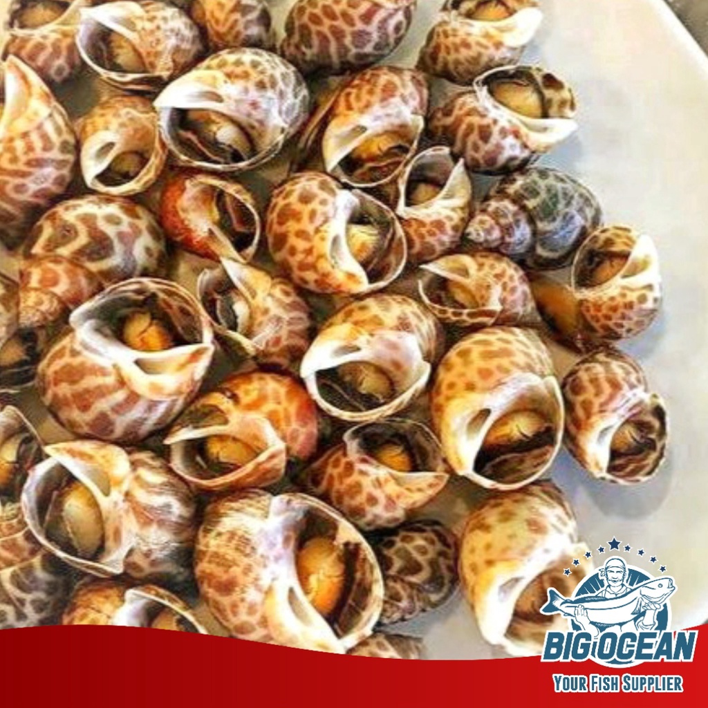 

Kerang macan | Keong macan Segar Frozen @500gr