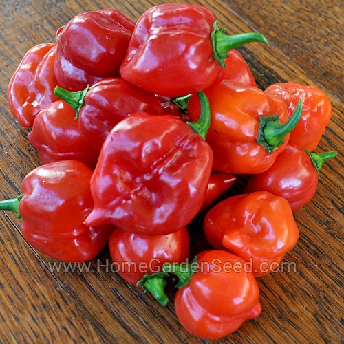 Benih Cabai Habanero Caribbean Red - Hot Pepper - Home Garden Seed