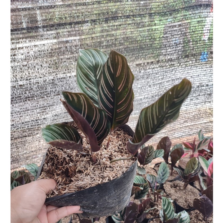 Bunga Calathea Kalatea Ornata Saderiana Cantik Murah Berkualitas