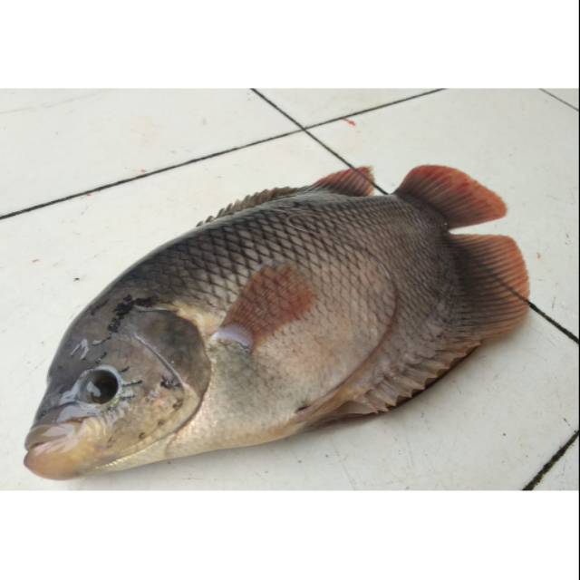 

JUAL IKAN GURAME SEGAR