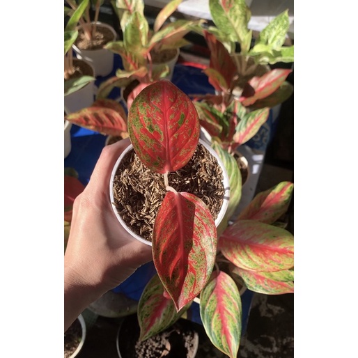 aglonema reanita baby anakan