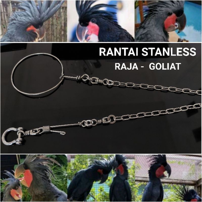 Rantai Kakatua Raja Goliat Ring Omega