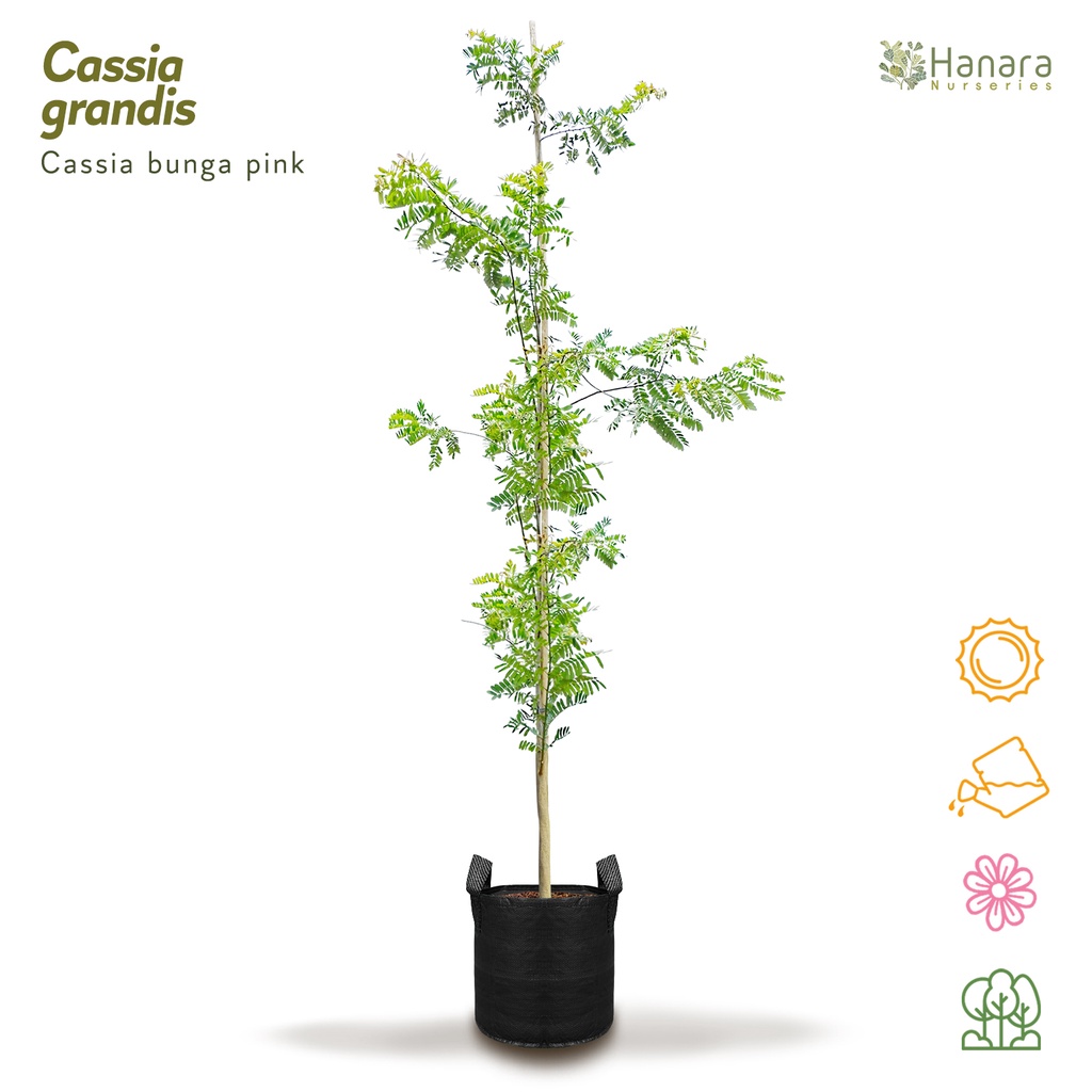 Jual Cassia grandis - cassia bunga pink - pohon instan/instant tree ...