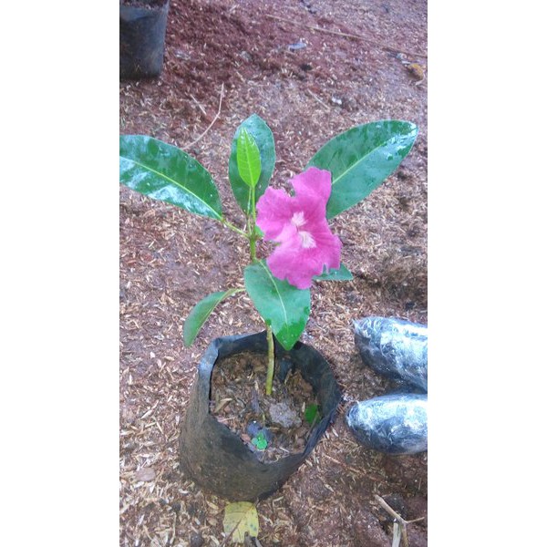 PRODUK UNGGULAN bibit tabebuya merah-tanaman tabebuya merah-pohon tabebuya merah Berkualitas