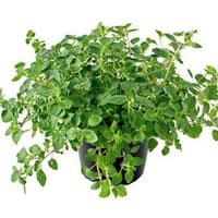 Benih Bibit Biji - Oregano Greek Herb Seeds - IMPORT