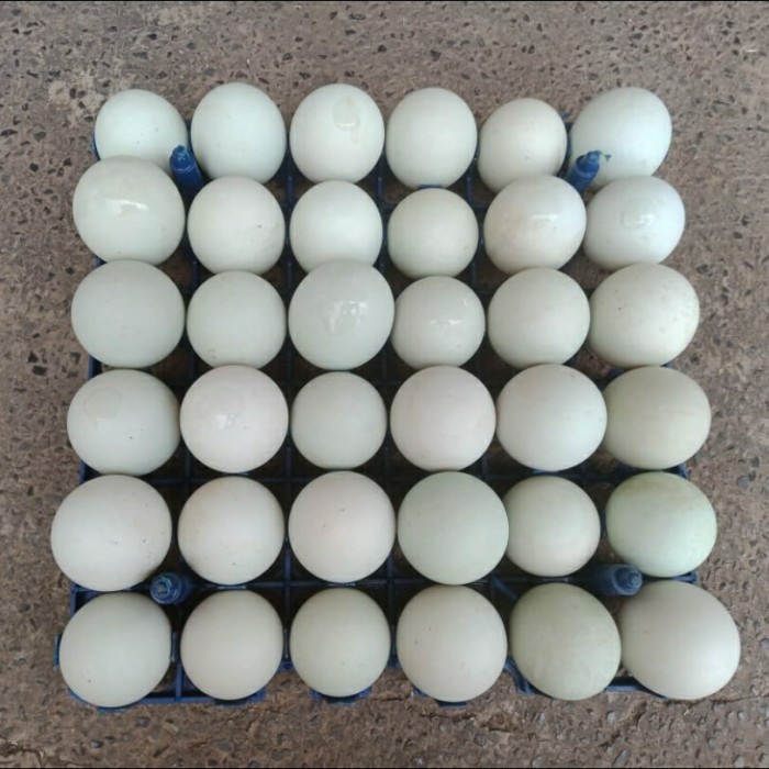 

TELUR BEBEK pack isi 6 pcs
