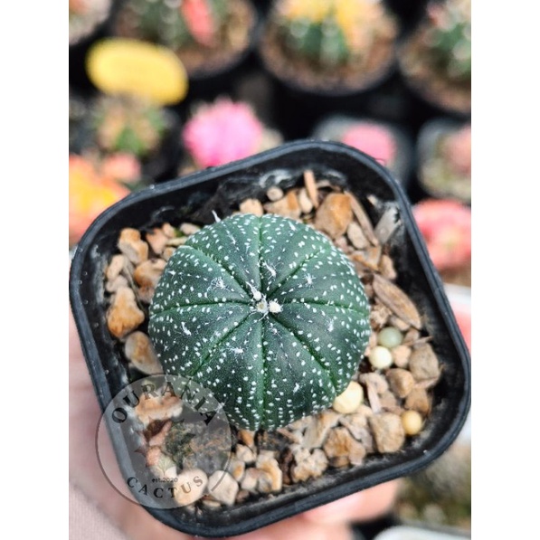 Kaktus Astrophytum Asterias Kabuto