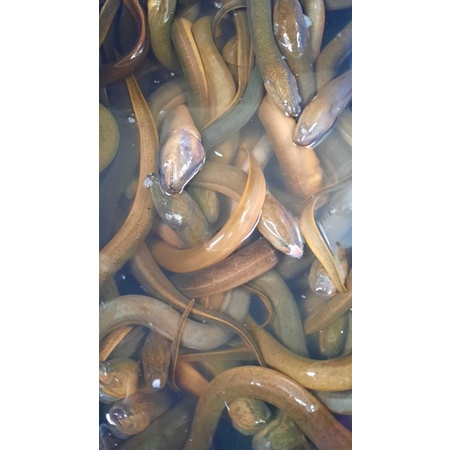 

Belut hidup super size 4-5 ekor 1kg